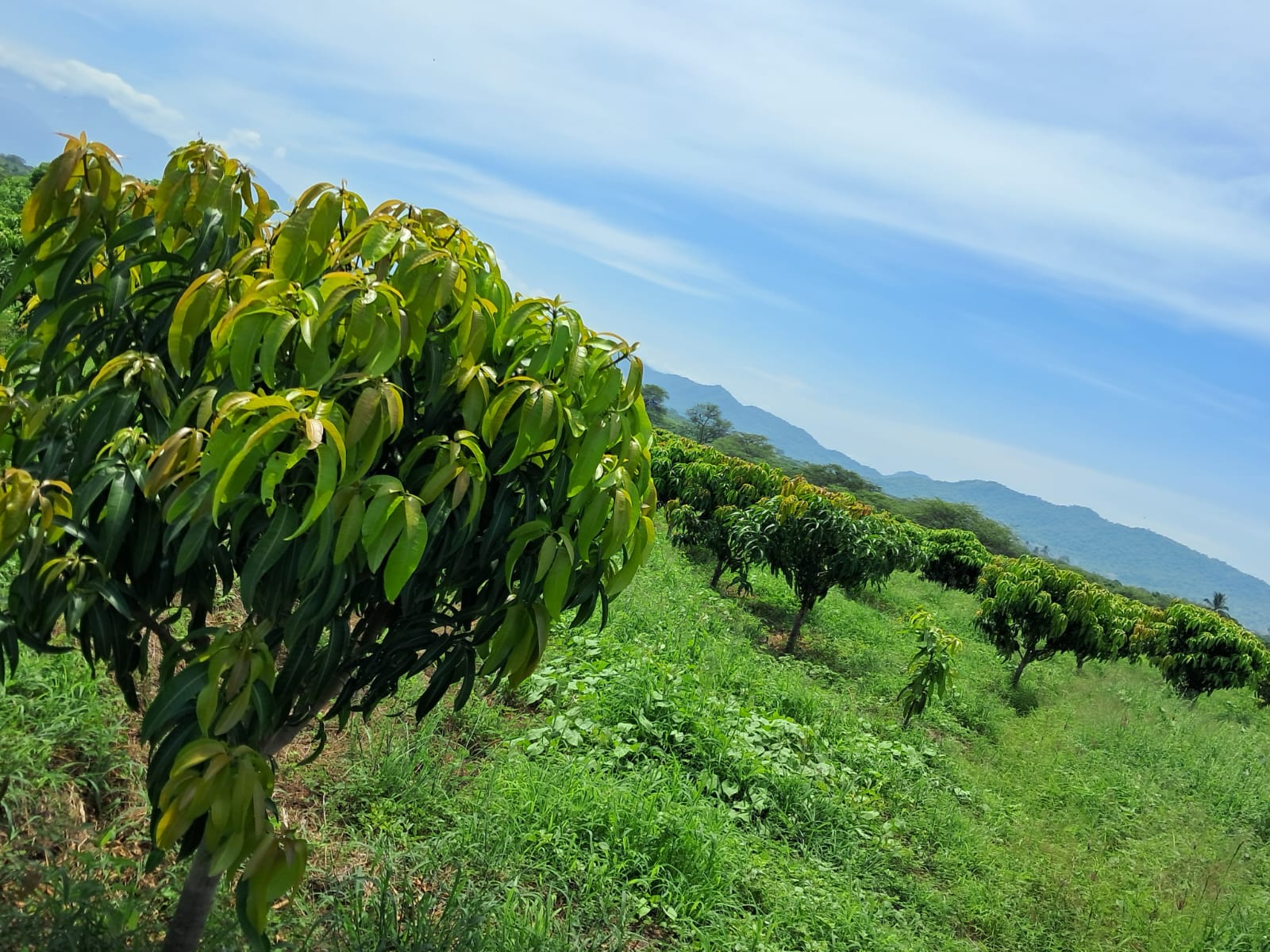 Cultivos del campo en Valle Salomita
