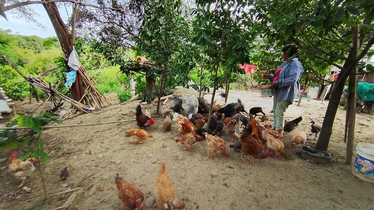 Socia alimentando gallinas