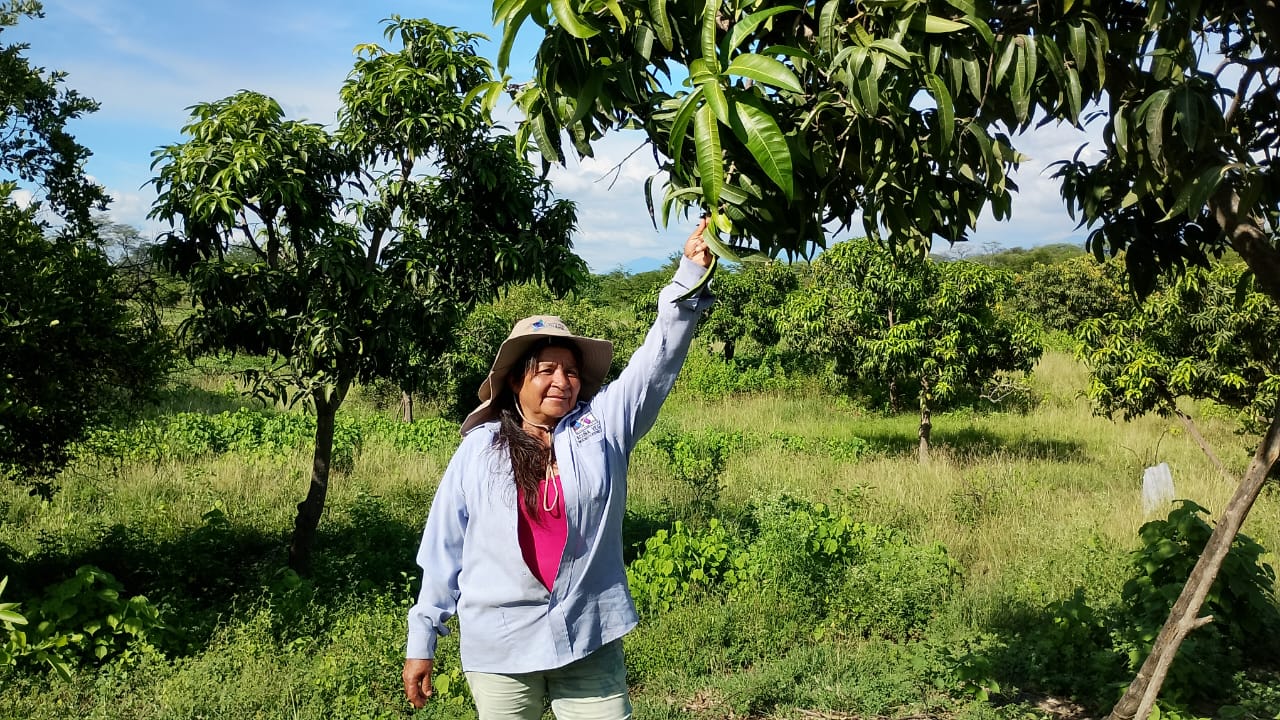 Socia señalando cultivo agroforestal en Valle Salomita